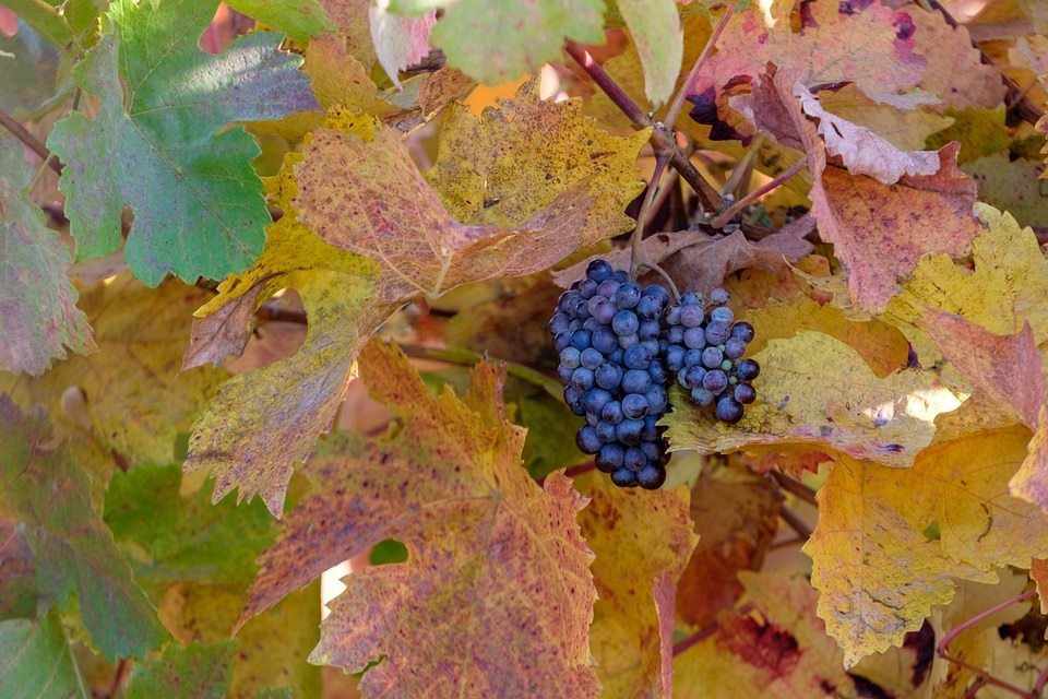 Wein Herbst