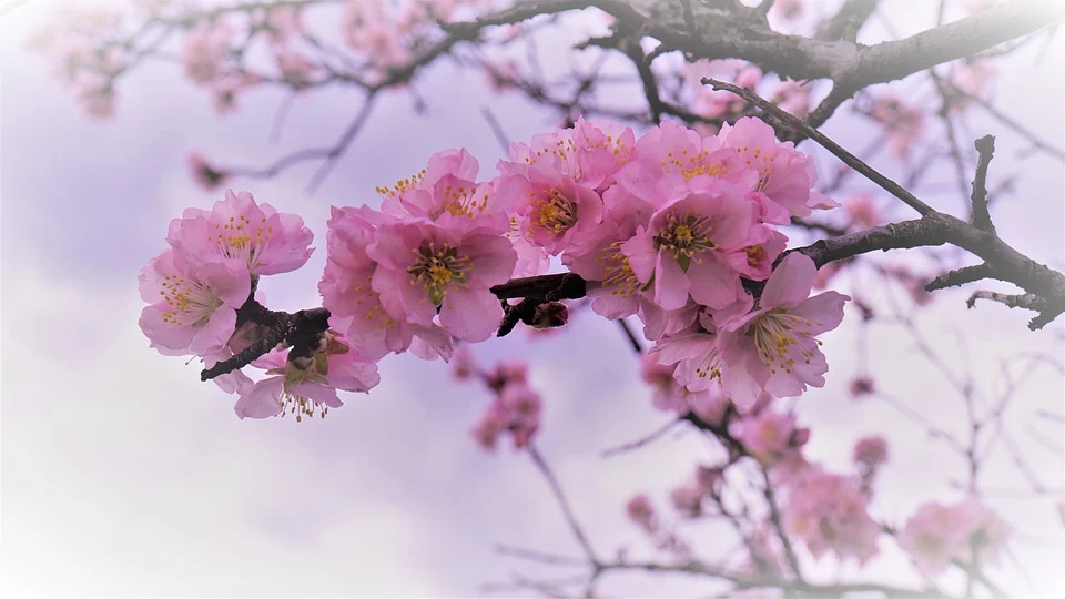 Mandelblüten Frühling